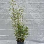 Fargesia robusta Campbell - 5,5L - 75+ cm