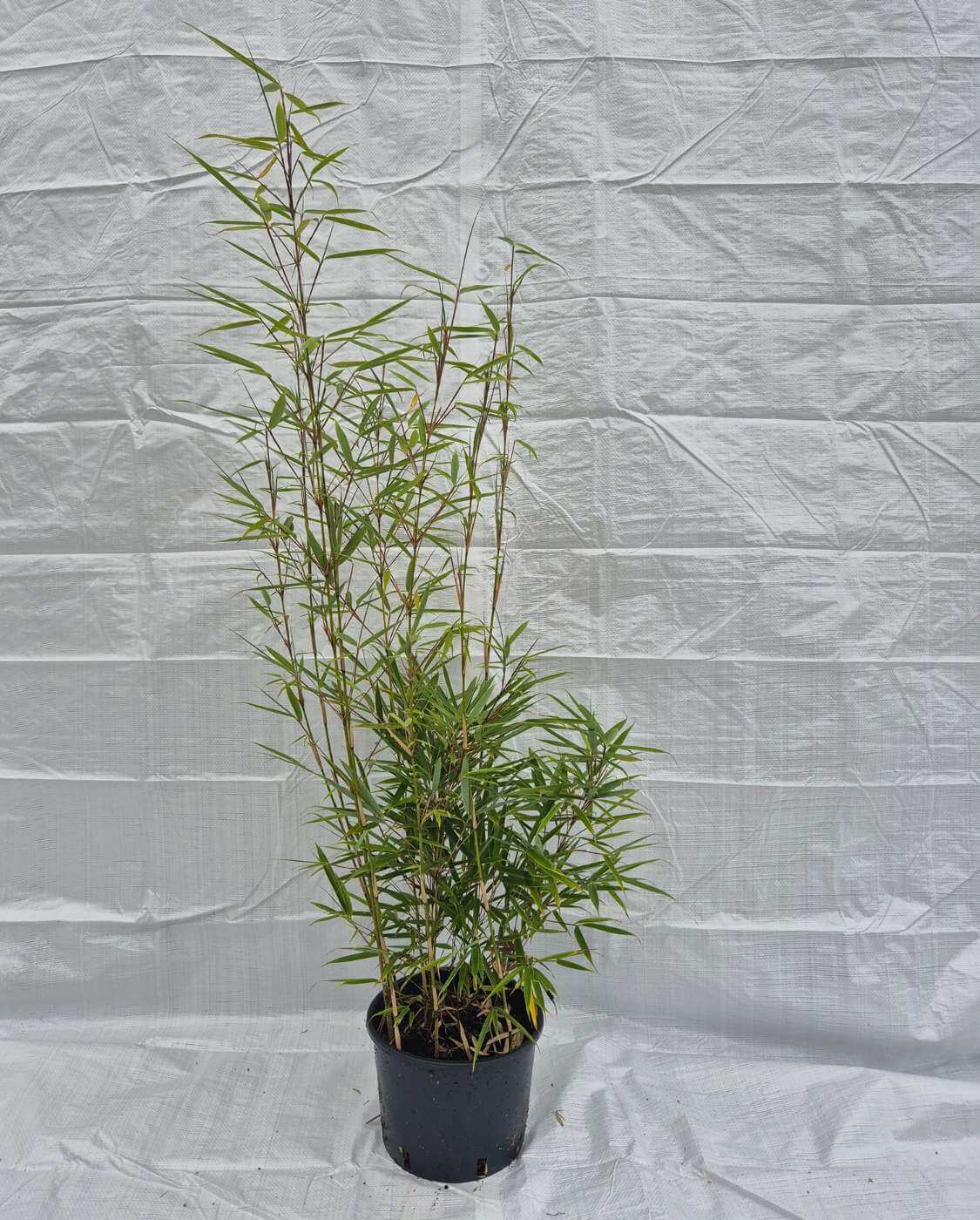 Fargesia robusta Campbell – 5,5L – 75+ cm