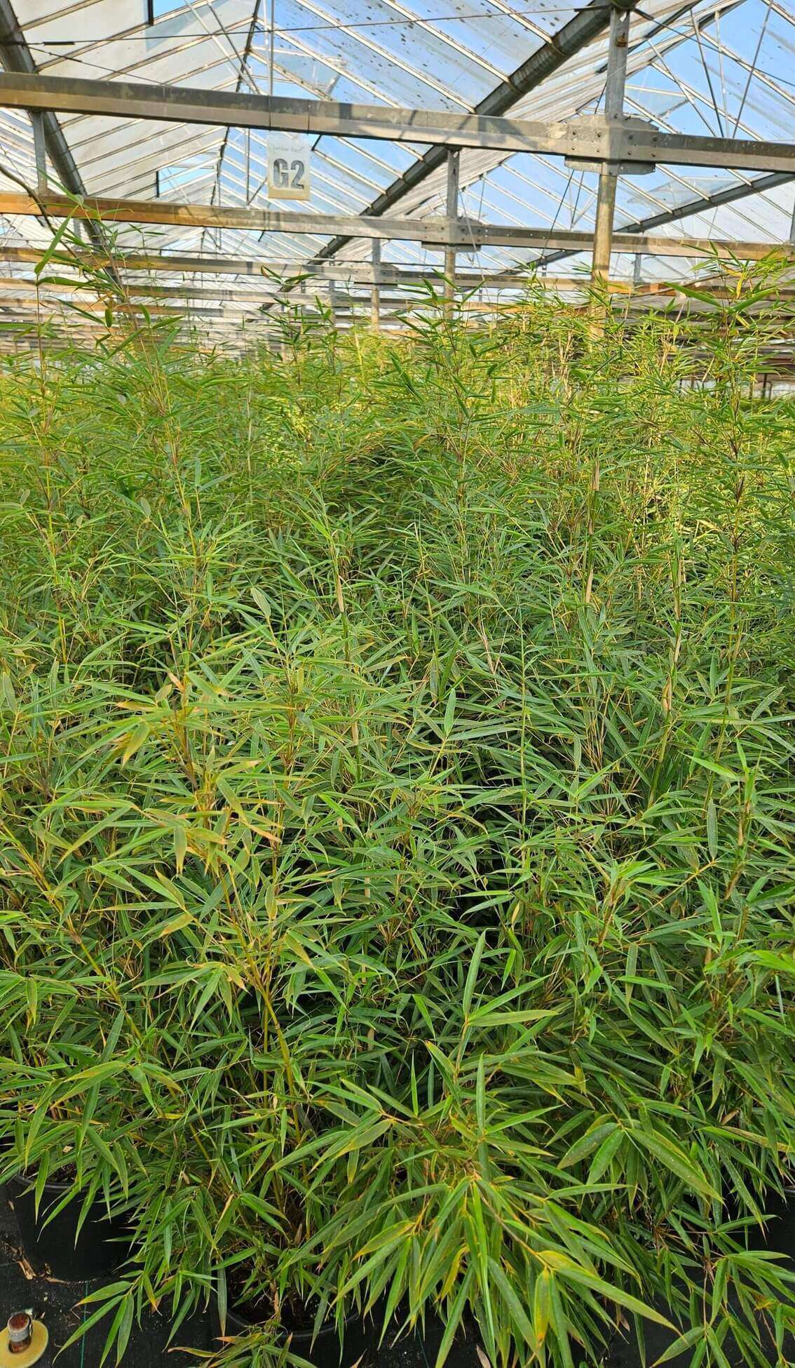 Fargesia robusta Campbell – 2.5L – 60+cm