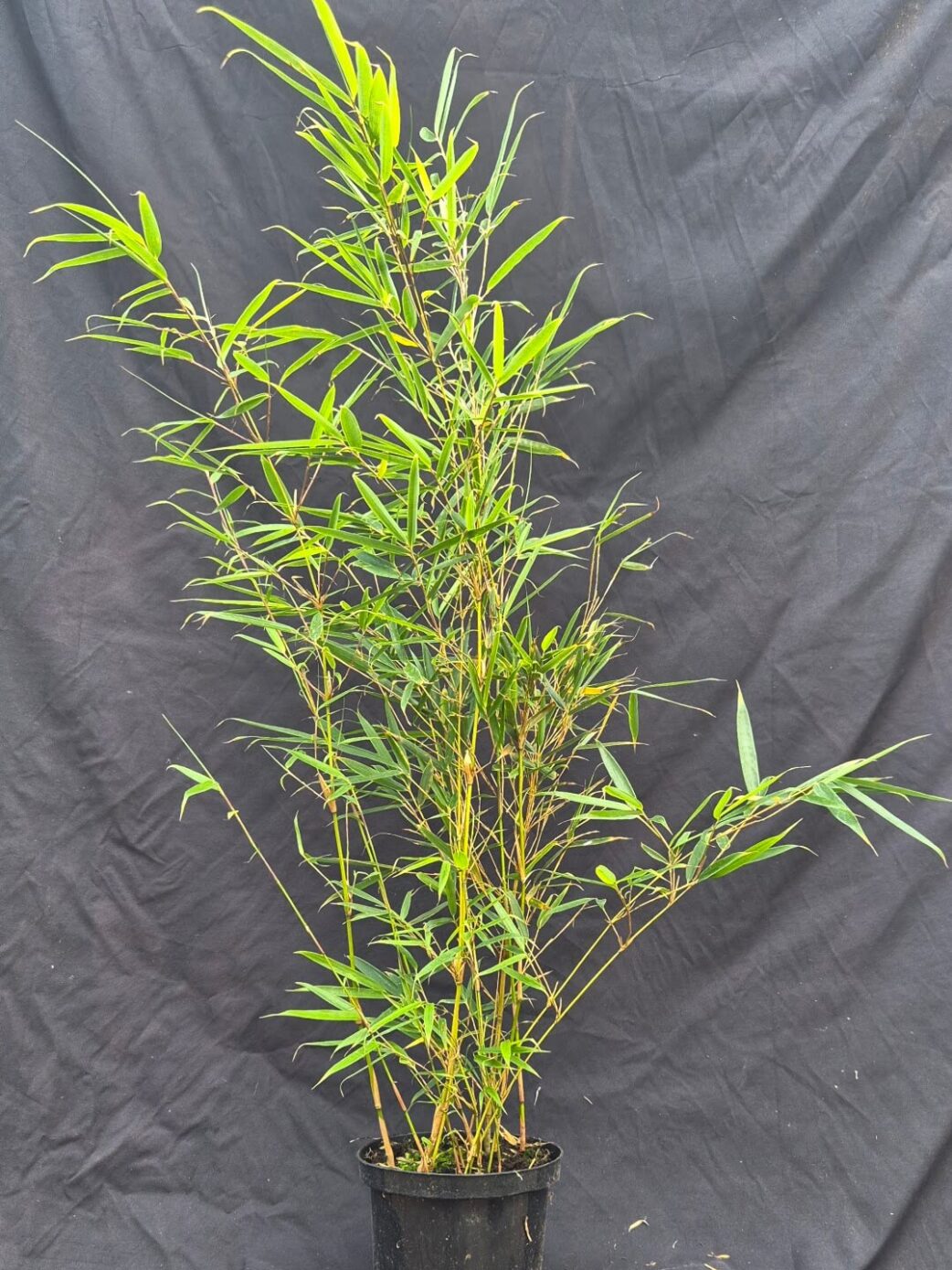 Fargesia Robusta Campbell en pot de 2,5 litres, hauteur 100+ cm, bambou non-traçant