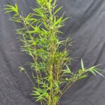 Fargesia robusta Campbell - 2.5L - 100+cm