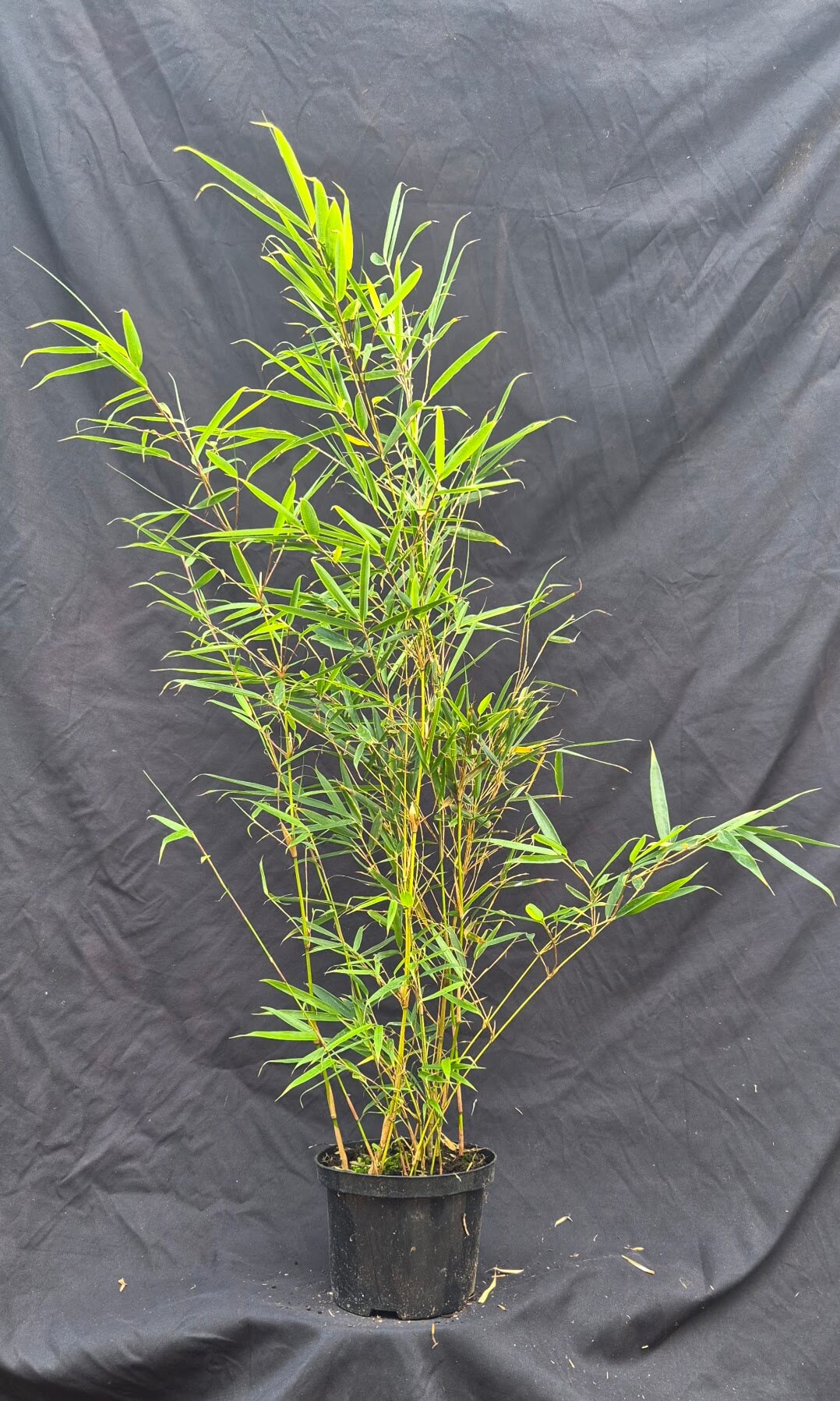 Fargesia robusta Campbell – 2.5L – 100+cm