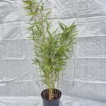 Fargesia robusta Campbell - 2,5L - 75+cm