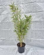 Fargesia robusta Campbell 2,5L 75cm – bambou non traçant en pot, idéal pour haie