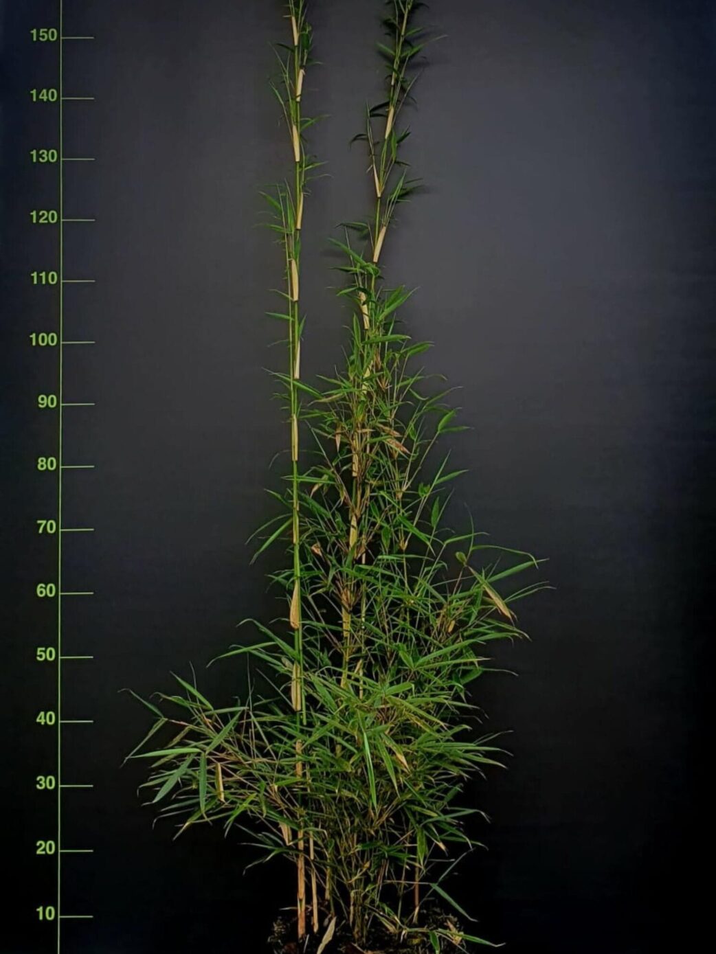 Fargesia robusta Campbell en pot 5,5L – bambou non traçant 100+ cm, feuillage dense et vert