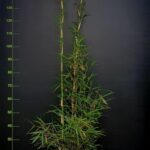 Fargesia robusta Campbell - 5.5L - 100+ cm