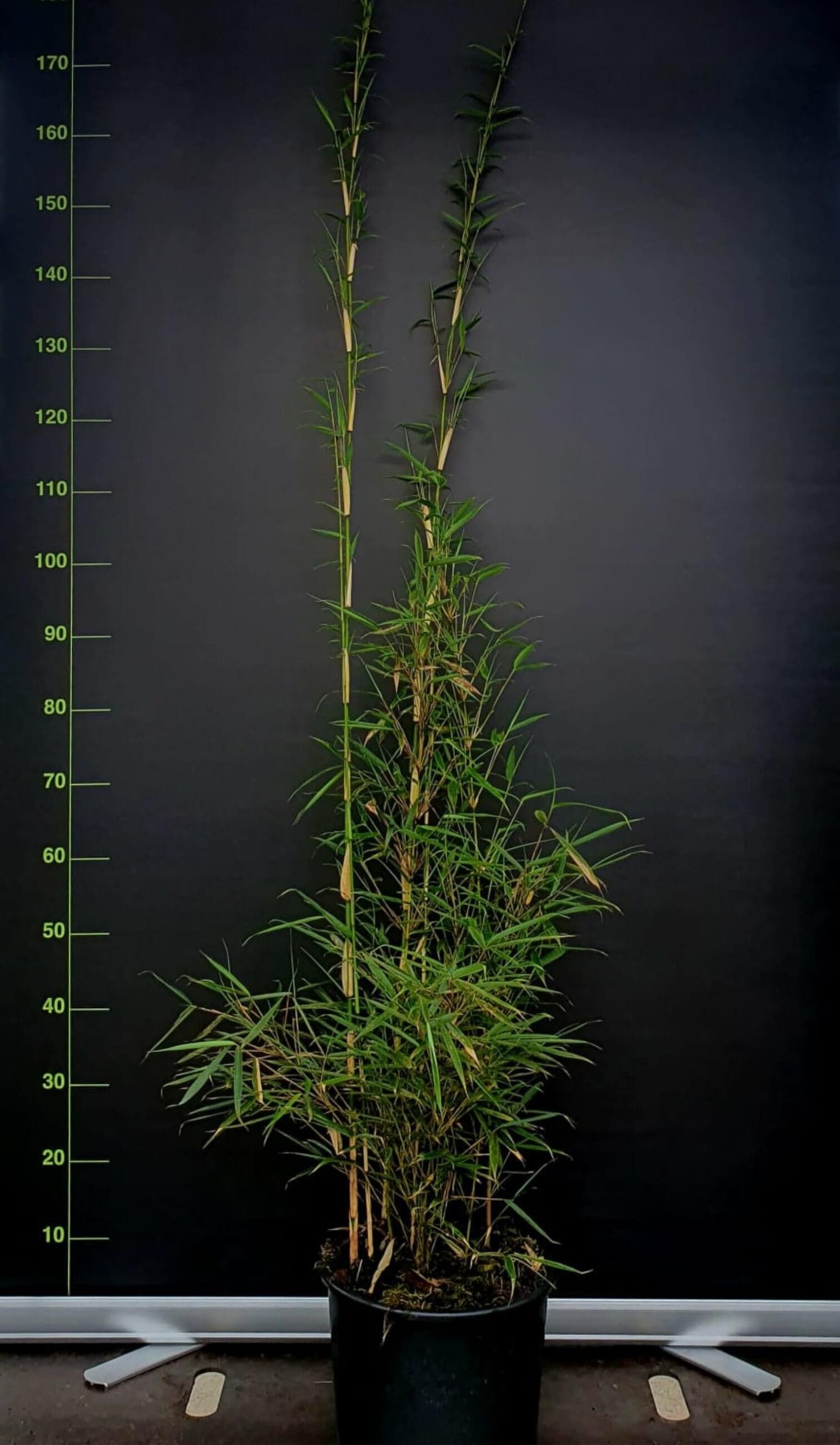 Fargesia robusta Campbell – 5.5L – 100+ cm