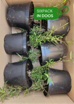 Lot de 6 bambous Fargesia robusta Campbell 2,5L emballés dans une boîte prêts à planter.