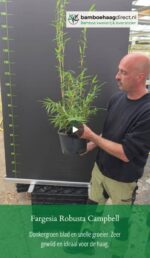Vidéo de présentation du Fargesia robusta Campbell, bambou non traçant pour haie et jardin belge