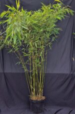 Fargesia Robusta Pingwu en pot 10 litres, bambou compact non-traçant hauteur 150-175 cm.