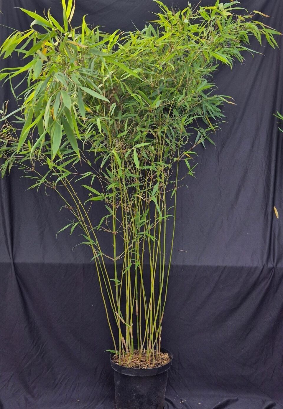 Fargesia Robusta Pingwu en pot 10 litres, bambou compact non-traçant hauteur 150-175 cm.
