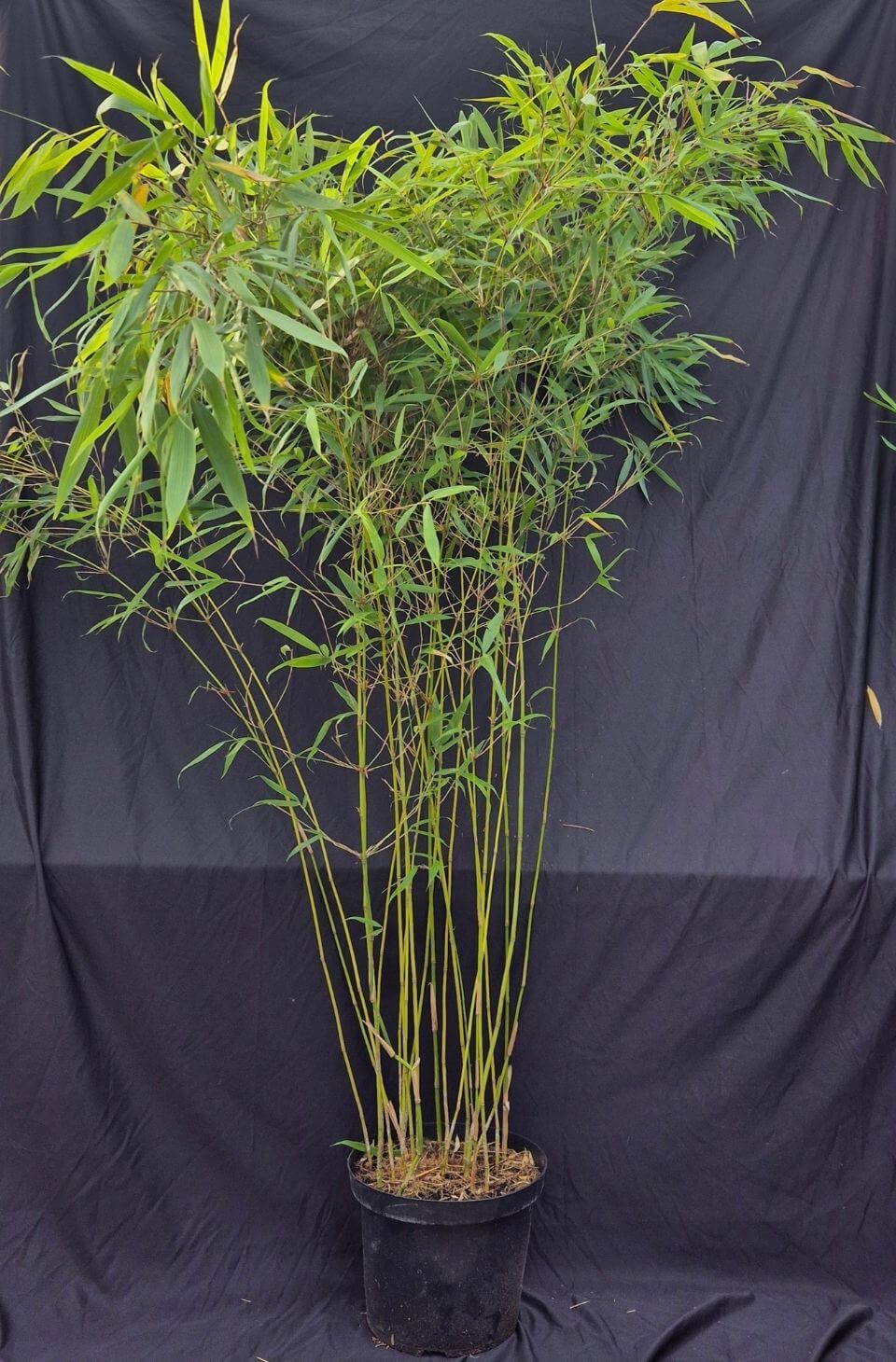 Fargesia robusta Pingwu – 10L – 150-175cm
