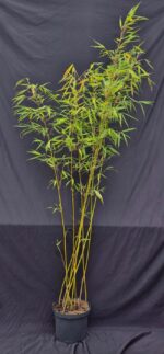 Fargesia Robusta Pingwu en pot 5 litres, bambou non-traçant 125+ cm, feuillage dense et élégant.