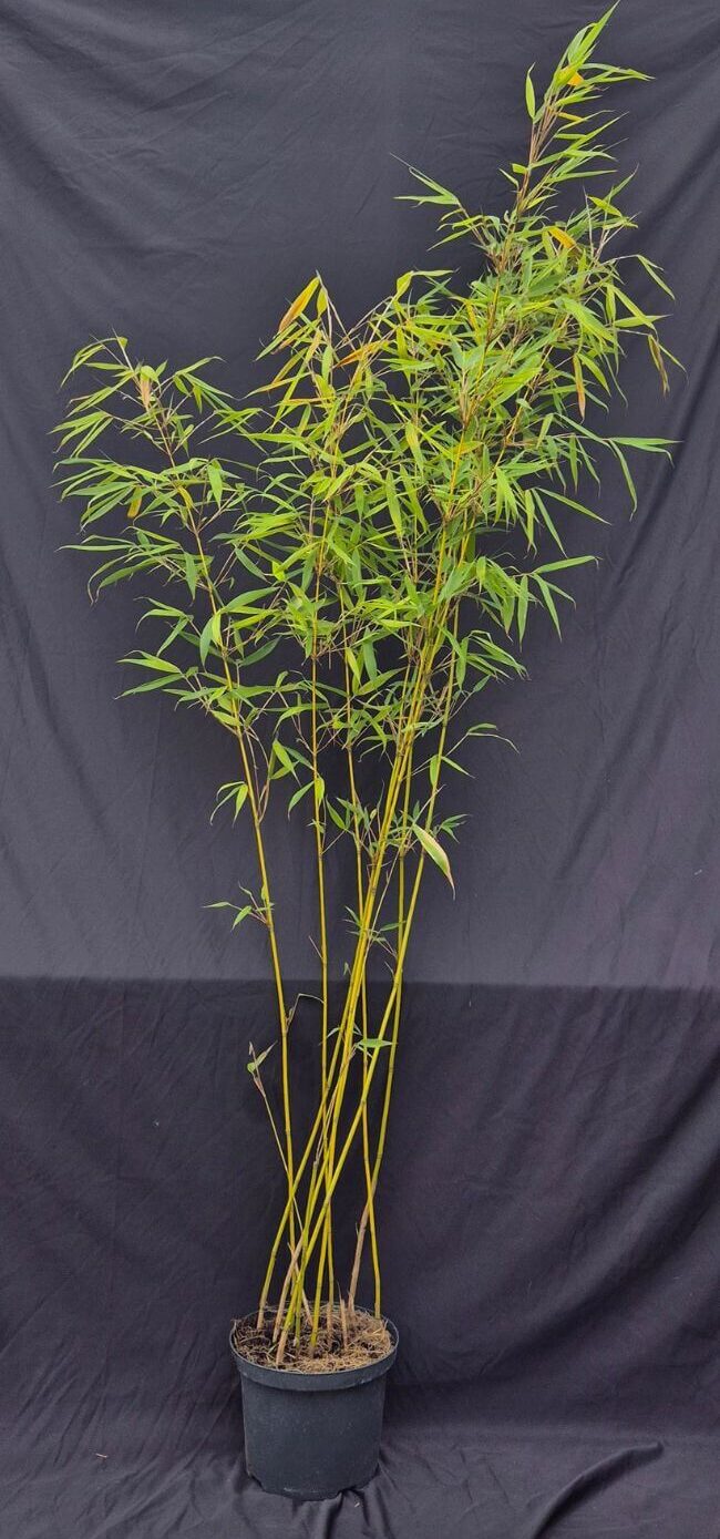 Fargesia Robusta Pingwu en pot 5 litres, bambou non-traçant 125+ cm, feuillage dense et élégant.