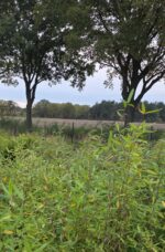 Fargesia Robusta Pingwu cultivée en pépinière spécialisée, plants de bambou non-traçant de qualité professionnelle.