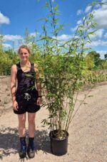 Fargesia Robusta Wolong 15L en pot, bambou de jardin 225 cm de hauteur, feuillage dense et élégant