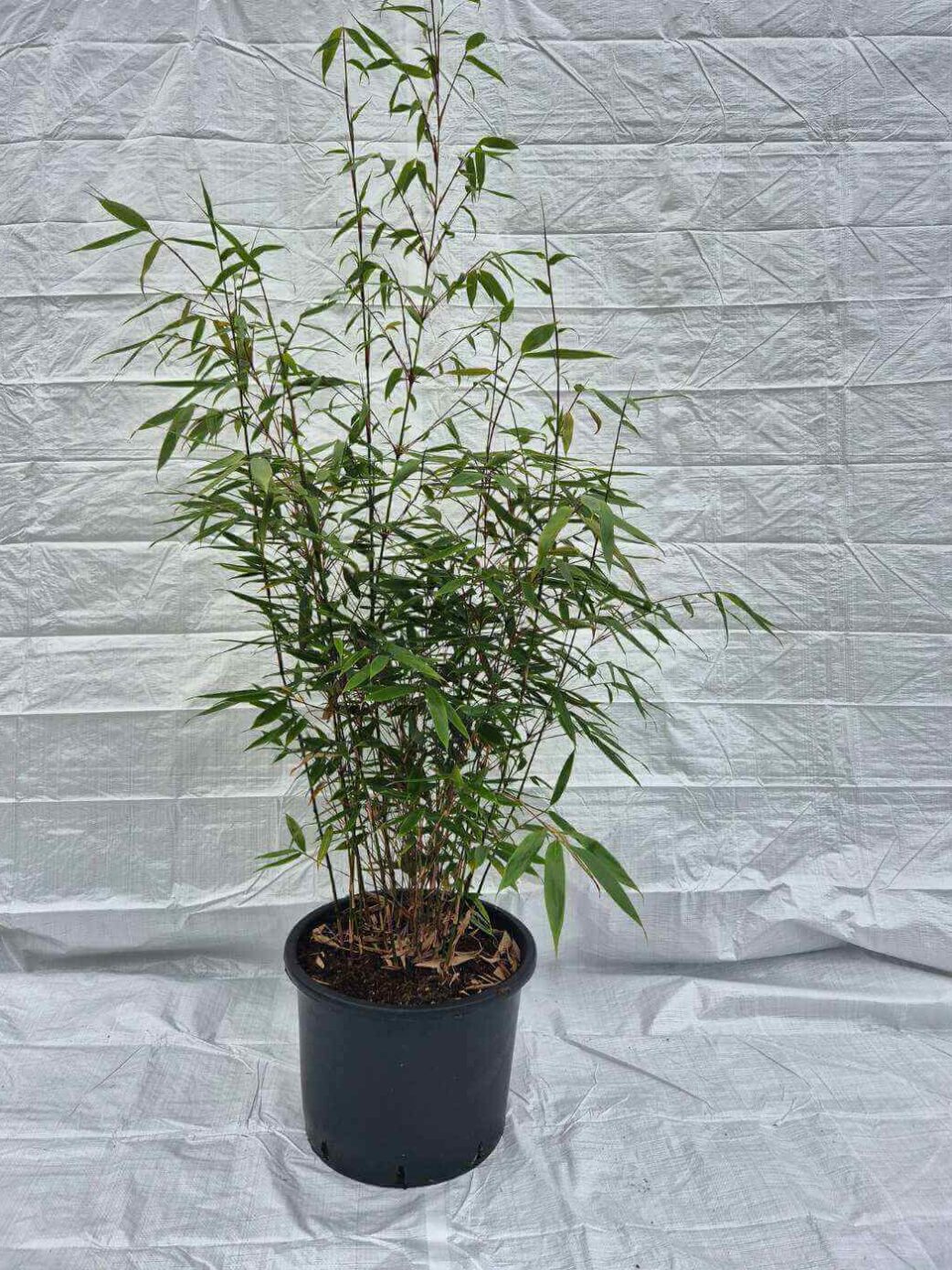 Fargesia Robusta Wolong 35L 175 cm – grand bambou non traçant en pot pour haie