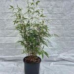 Robusta Wolong 35L – 175+ cm