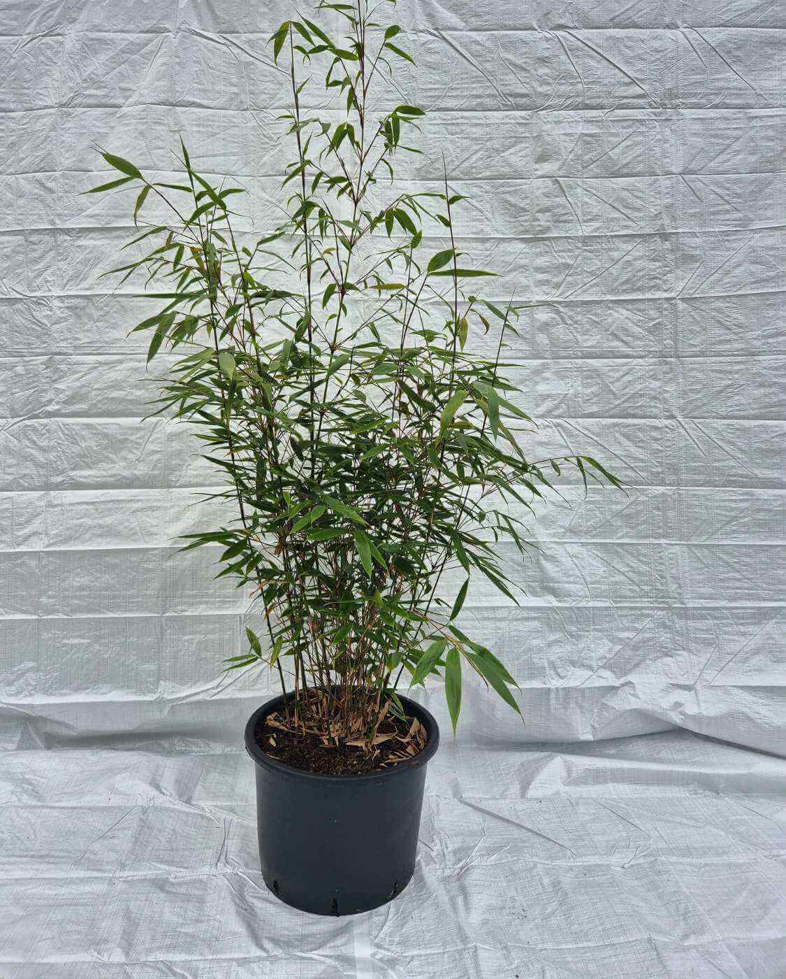 Robusta Wolong 35L – 175+ cm