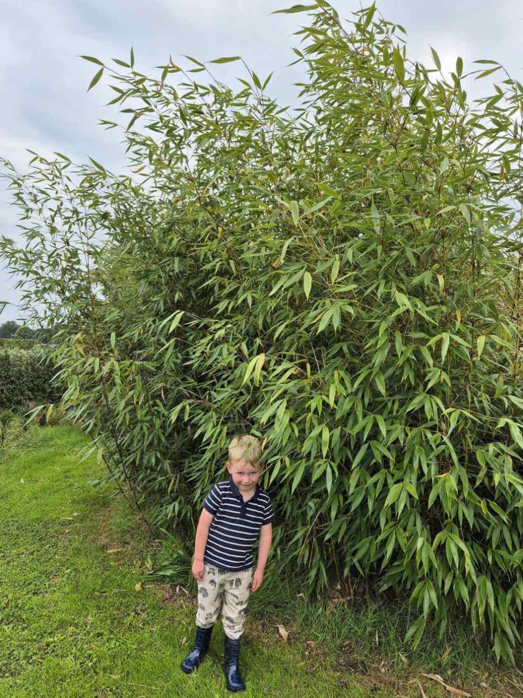 Fargesia Robusta Wolong 35L arbuste bambou non envahissant vert foncé 200 cm