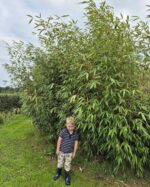 Fargesia Robusta Wolong 35L arbuste bambou non envahissant vert foncé 200 cm
