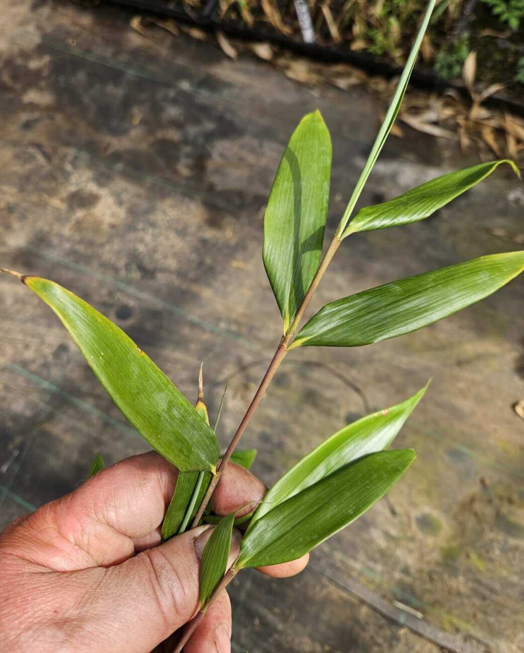 Feuilles de Fargesia Robusta Wolong en gros plan, bambou persistant aux fines feuilles vertes
