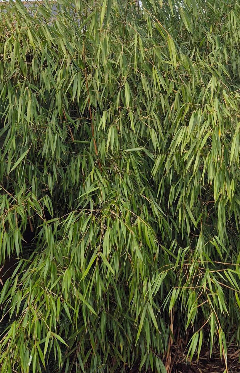 Fargesia Robusta Wolong