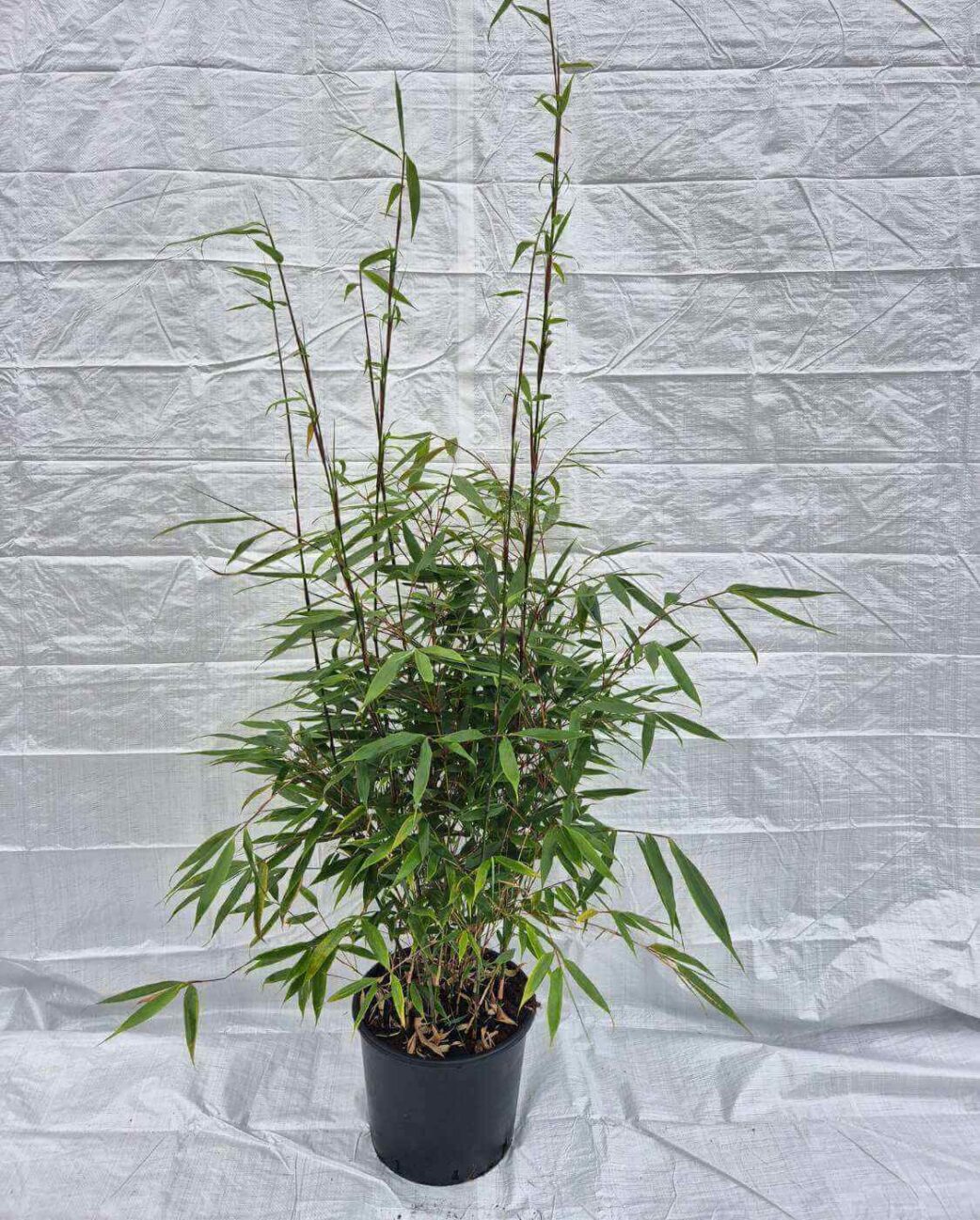 Fargesia Robusta Wolong bambou non envahissant en pot 5 litres hauteur 125 cm