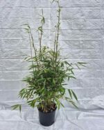 Fargesia Robusta Wolong bambou non envahissant en pot 5 litres hauteur 125 cm