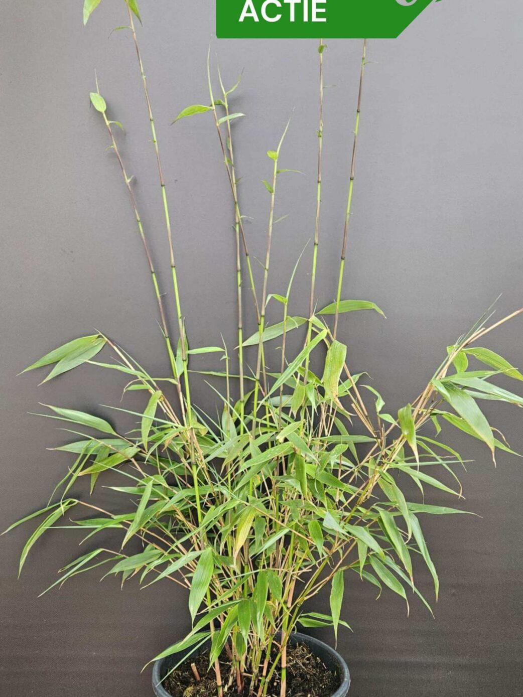 Fargesia robusta Wolong plantes de bambou – lot de 3 en boîte, bambou non-traçant