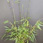 Fargesia robusta Wolong Plantes de Bambou - Lot de 3