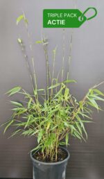 Fargesia robusta Wolong plantes de bambou – lot de 3 en boîte, bambou non-traçant