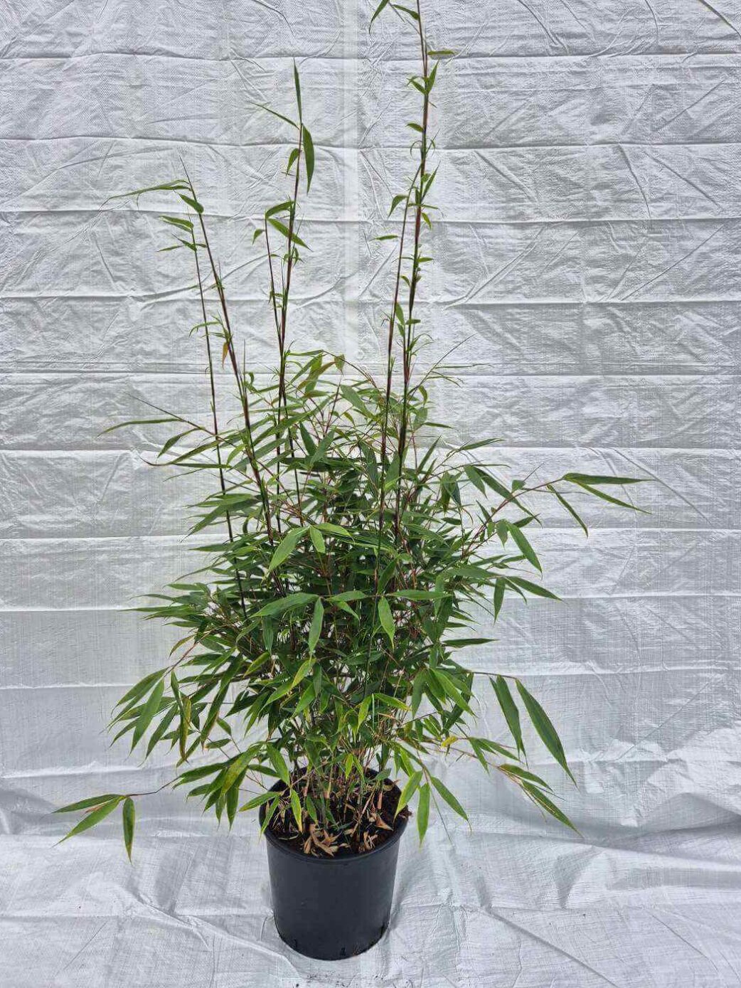 Fargesia Robusta Wolong en pot 5,5L, bambou non envahissant hauteur 125 cm, feuillage vert dense