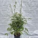 Fargesia robusta 'Wolong' 5.5L - 125+ cm