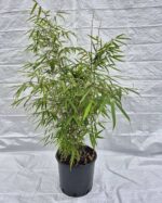Fargesia Rufa 10L 100 cm – bambou non traçant en pot, idéal pour haie de jardin