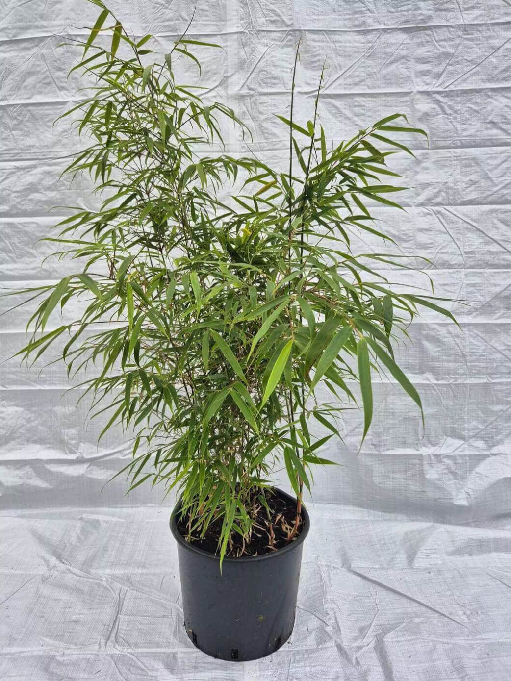 Fargesia Rufa 15L en pot de pépinière, bambou non traçant de 100 cm de hauteur.