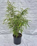 Fargesia Rufa 15L en pot de pépinière, bambou non traçant de 100 cm de hauteur.