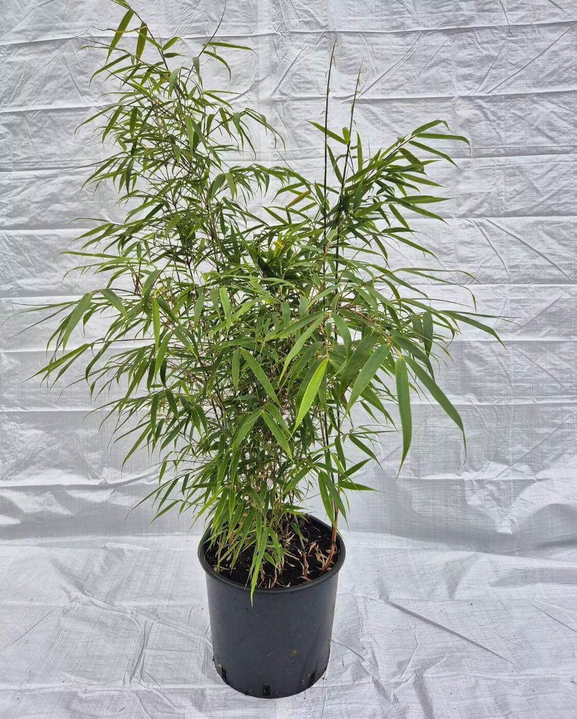 Fargesia Rufa 15L – 125+ cm