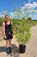 Fargesia Rufa 15L 175 cm – bambou non envahissant en pot, idéal pour jardin et terrasse en Belgique