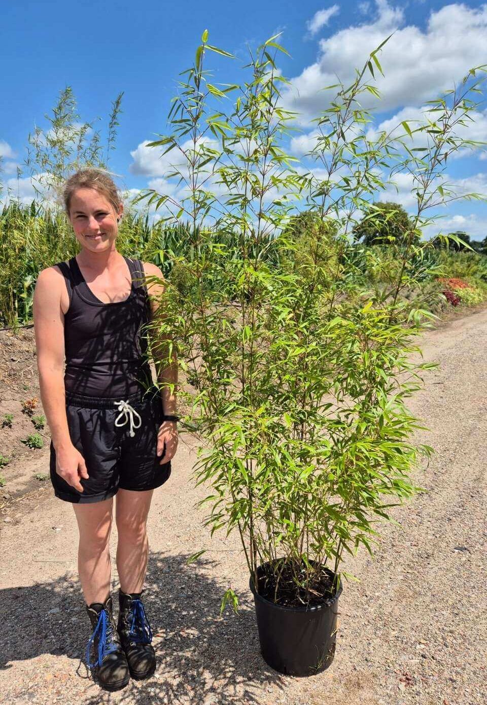 Fargesia Rufa 15L 175 cm – bambou non envahissant en pot, idéal pour jardin et terrasse en Belgique