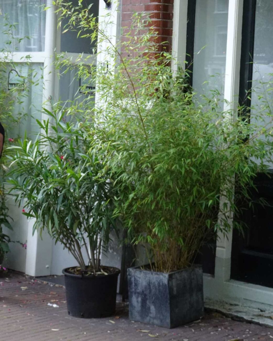 Fargesia Rufa en bac – bambou non envahissant en contenant pour terrasse ou balcon belge