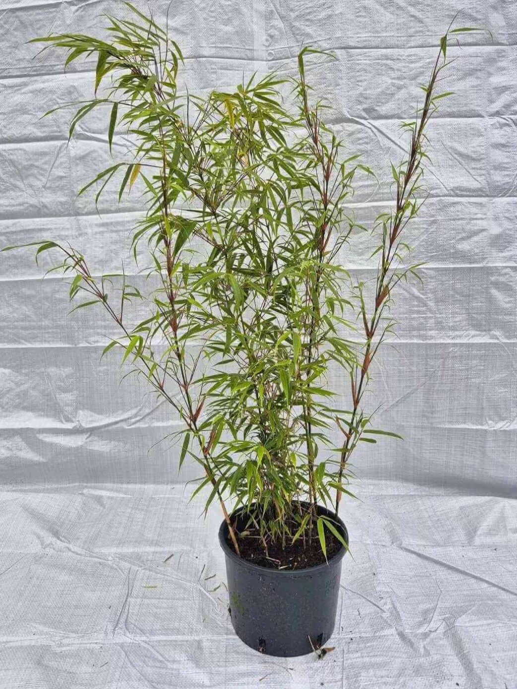 Fargesia 'Rufa' 2L - 75+ cm