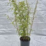 Fargesia 'Rufa' 2.5L - 75+ cm