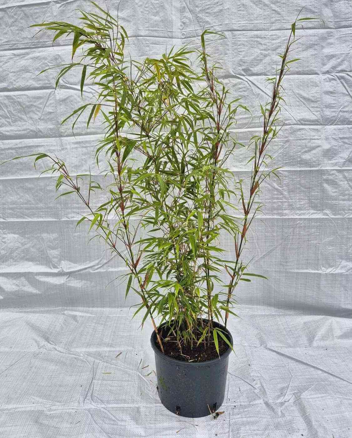 Fargesia ‘Rufa’ 2.5L – 75+ cm