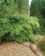 Fargesia Rufa adulte dans un jardin, exemple de bambou non traçant bien établi