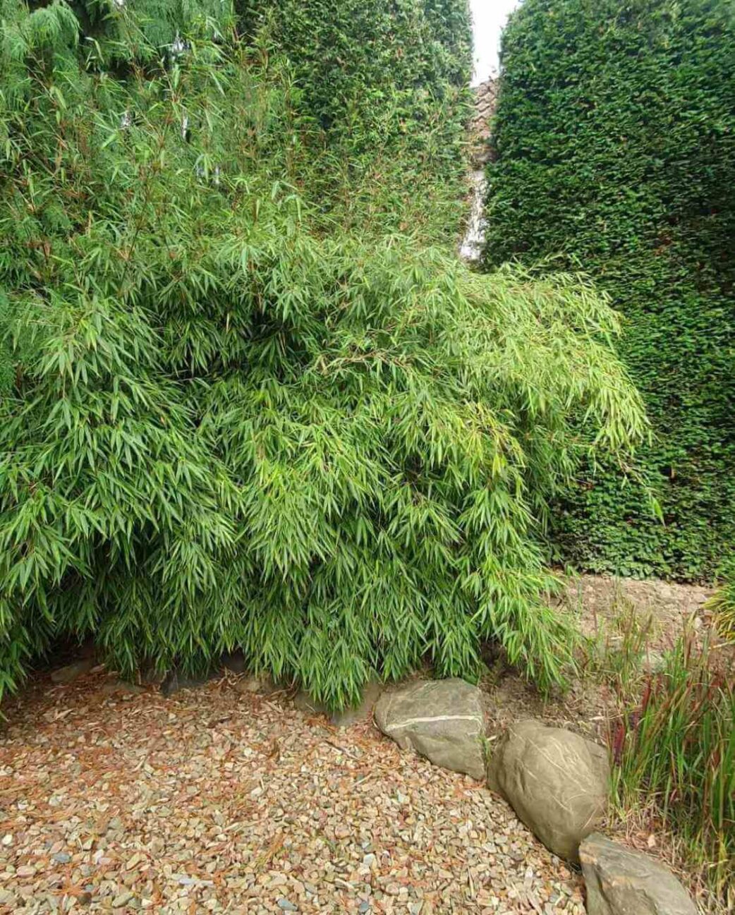 Fargesia Rufa adulte et épanouie dans un jardin, bambou non traçant en haie décorative.