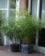 Fargesia Rufa planté dans un bac de terrasse, bambou non traçant décoratif pour jardin ou balcon.