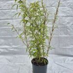 Fargesia Rufa Bambou - Lot de 3 - pots 5,5L
