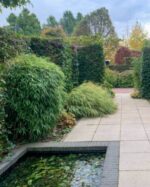 Haie de Fargesia Rufa bambou non traçant, écran végétal dense et naturel pour jardin.