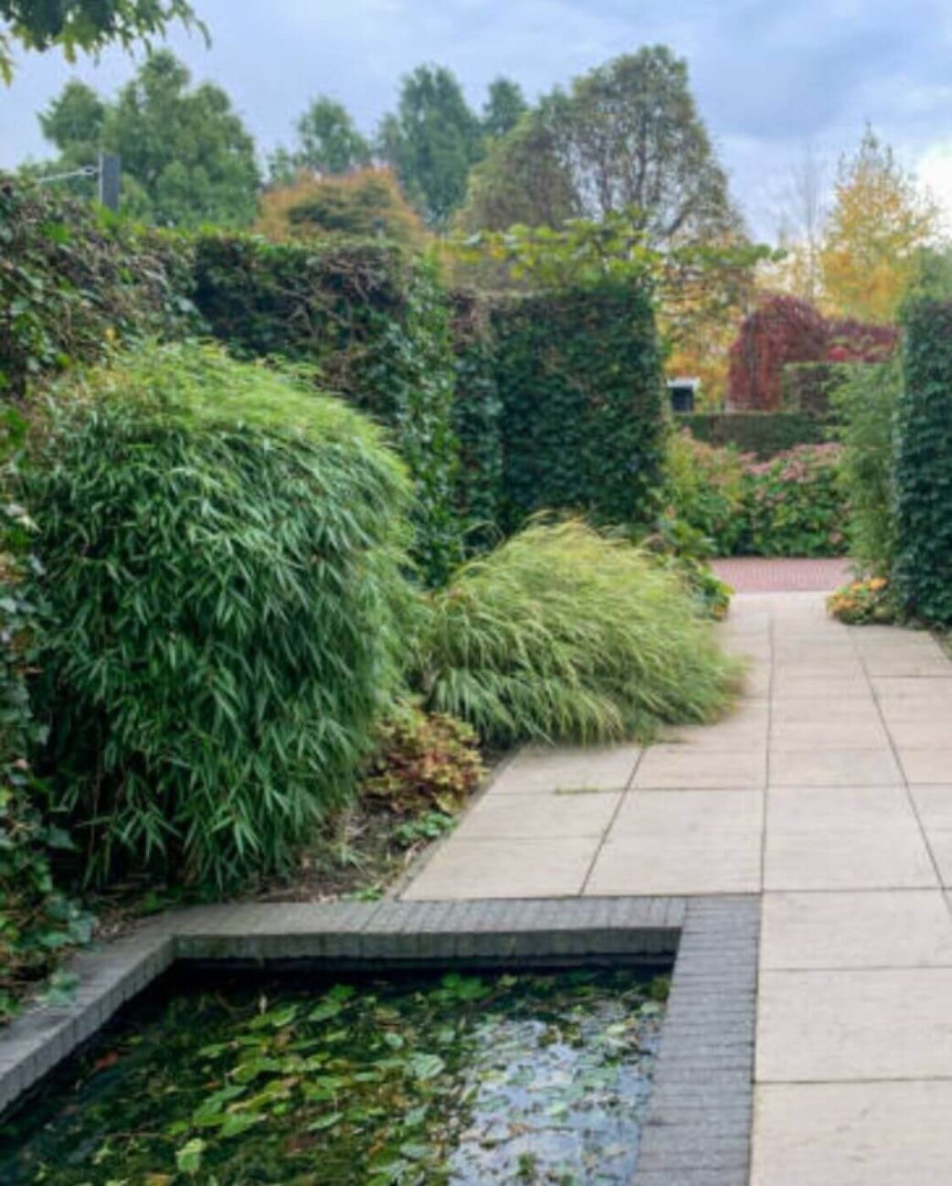 Haie de Fargesia Rufa bambou non-traçant, écran végétal naturel pour jardin belge